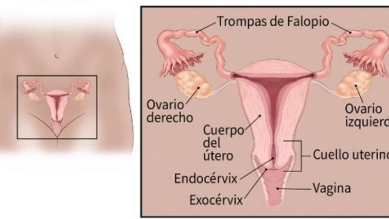 Infecciones Vaginales: síntomas, causas, tratamiento y como evitarlo